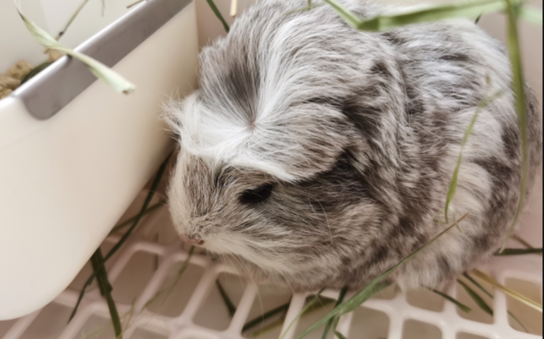 【荷兰猪】当冠毛猪遇上仙女猪