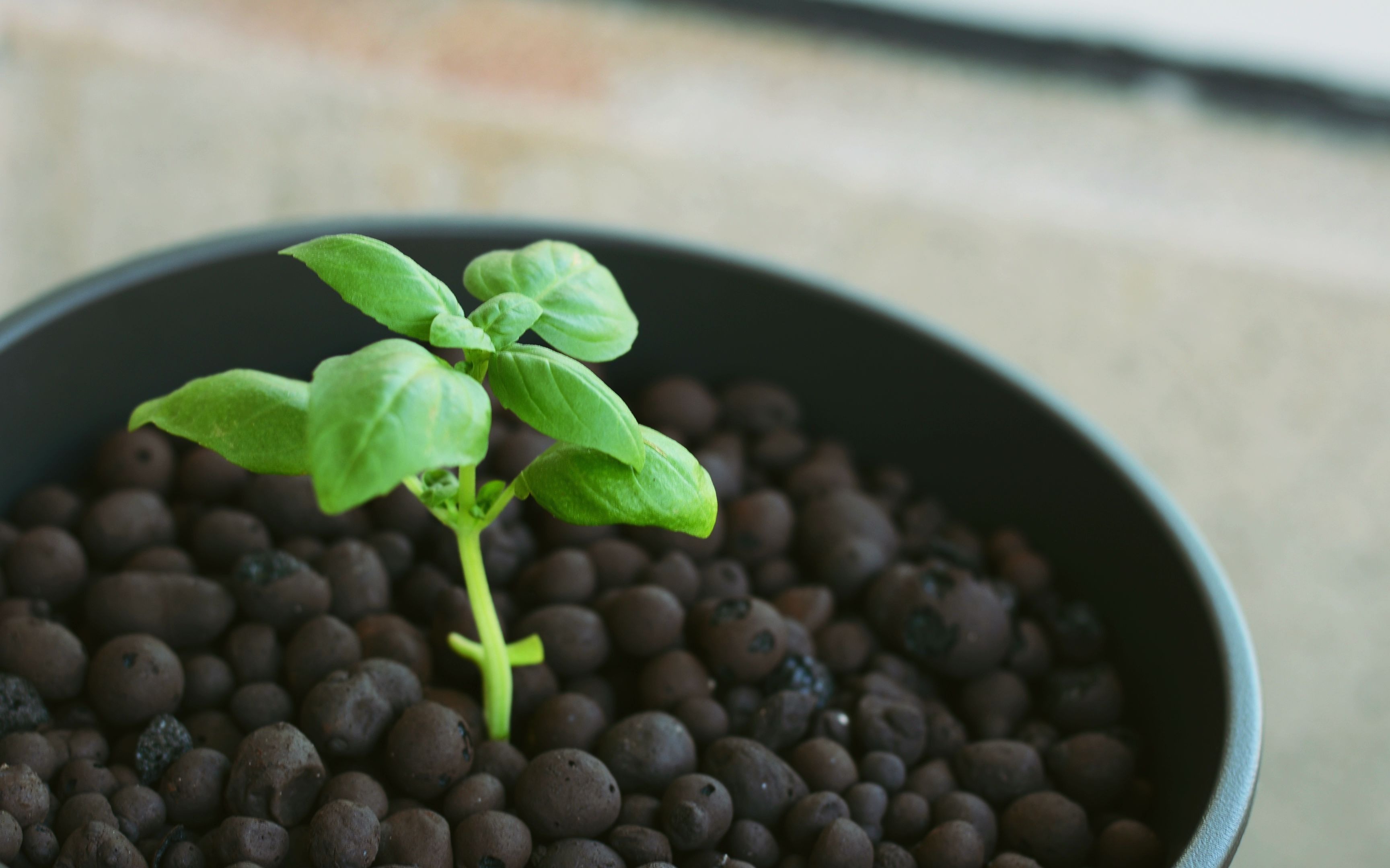 一棵罗勒苗的一日生长