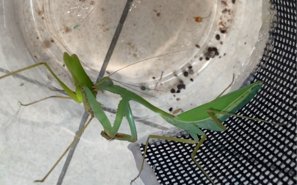 红爪丽斧螳螂公母的捕食以及繁殖