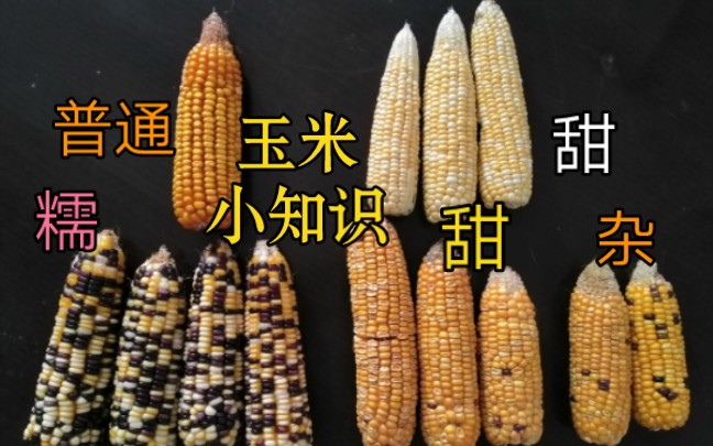 白糯玉米的功效与作用(白糯玉米的功效与作用,了解一下)