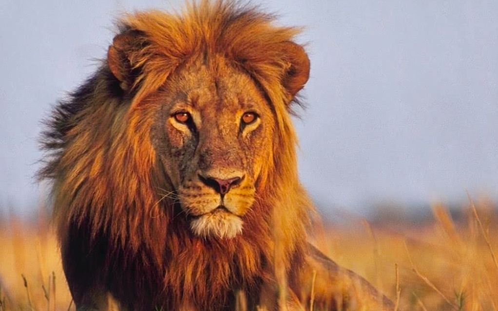 塞西尔兄弟入侵狮群母狮反倒主动投怀送抱气的老狮王眼泪直流