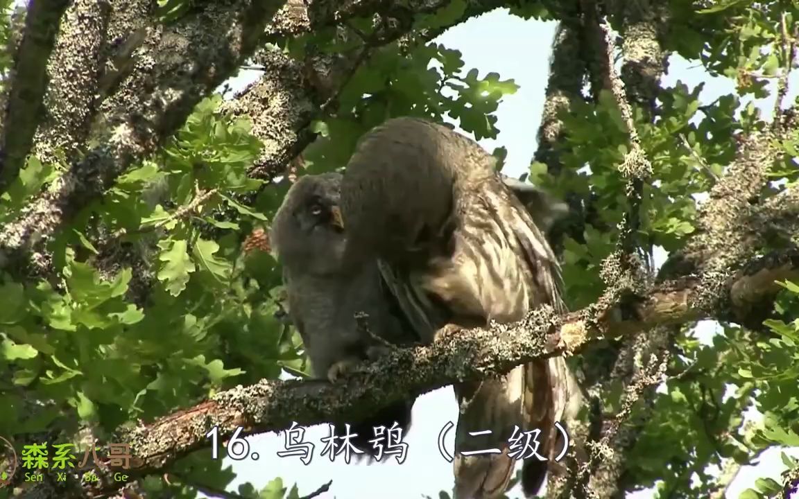 1618种猫头鹰叫声,有的叫声很吓人,哪些听了不敢走夜路?.mp4哔哩哔哩bilibili