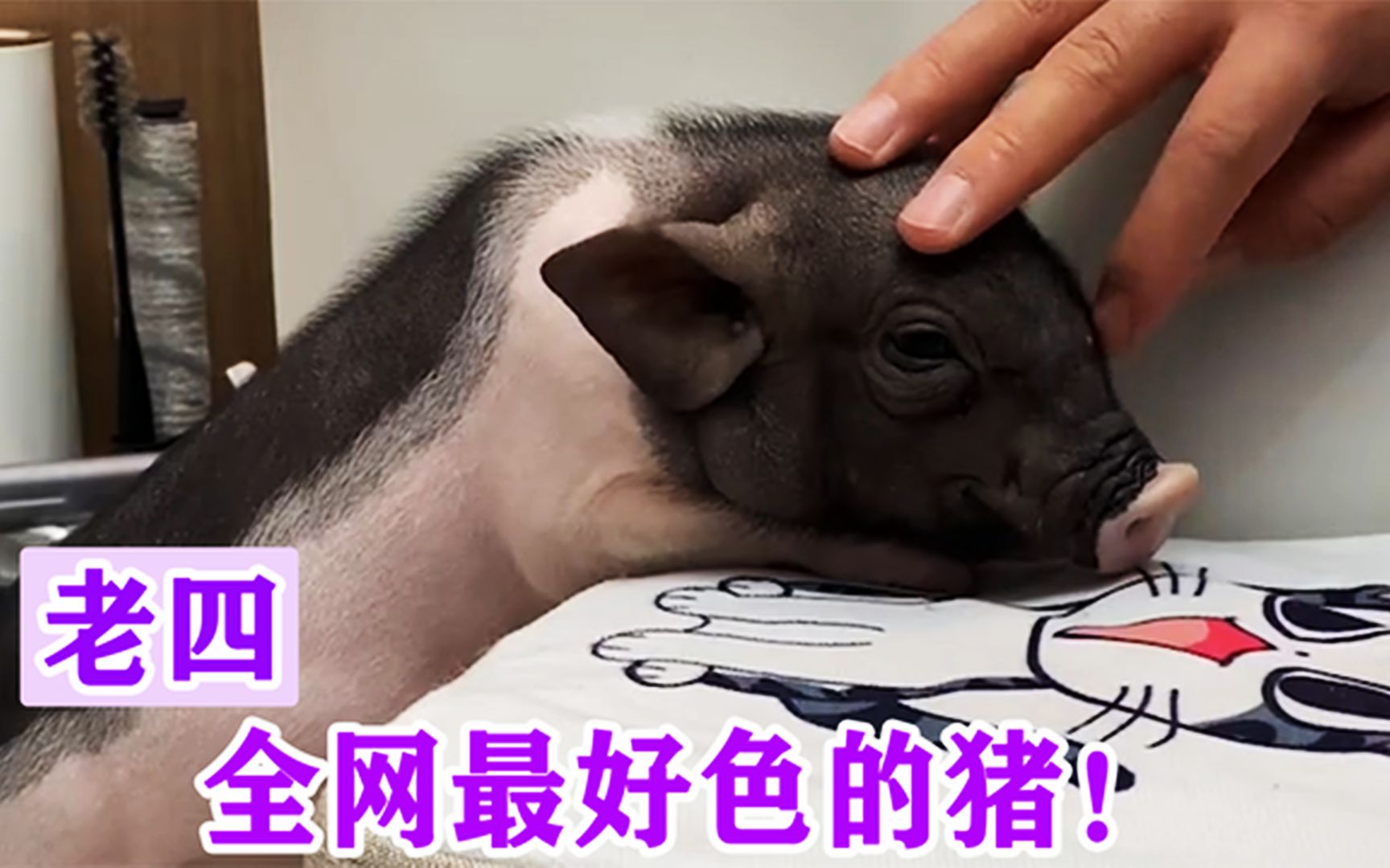 老四:小香猪能跟主人默契交流,还帮主人撩妹子!网友:活得不如猪