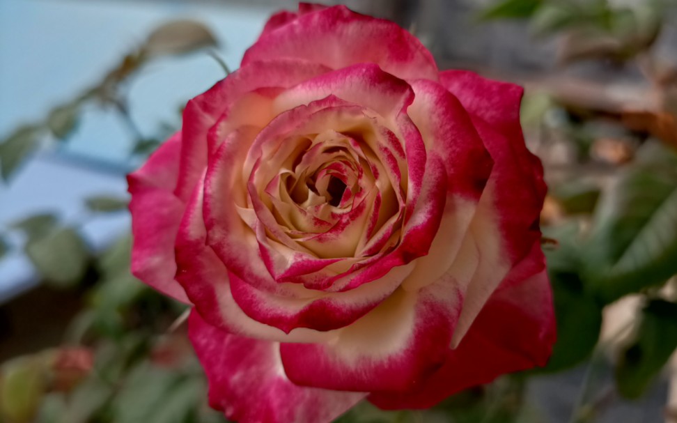 月季生长记录——苹果杰克