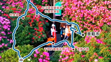 [图]3、4、5月份贵州最佳旅行地推荐，百里杜鹃花，平坝樱花园自驾线路图，值得收藏关注！