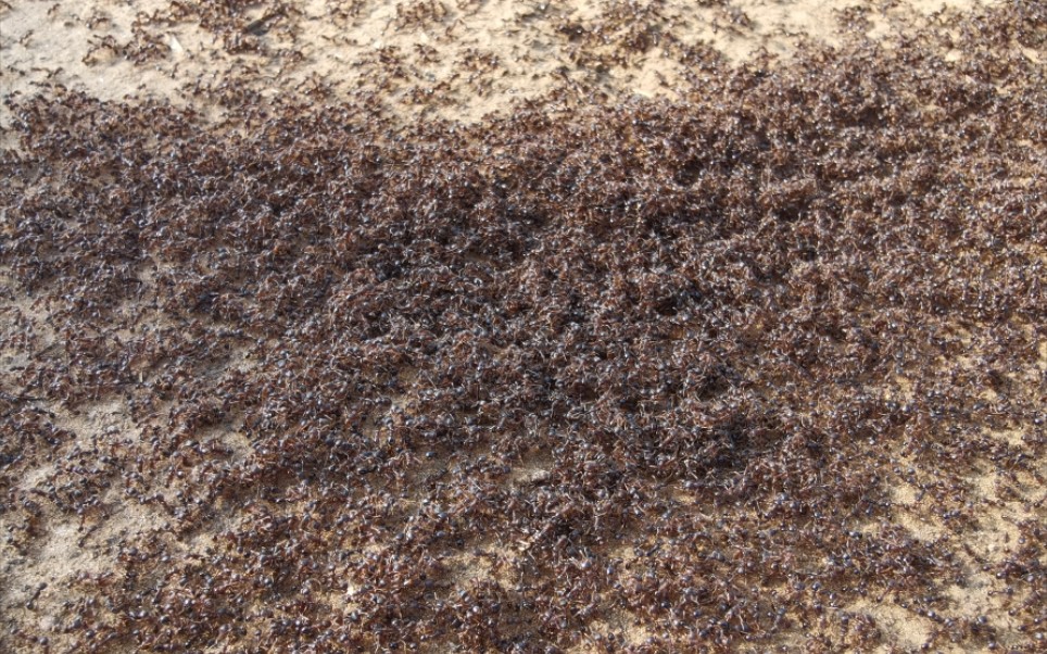 史诗级的蚂蚁搬家,堪比百万大军过大江,狭路相逢勇者胜