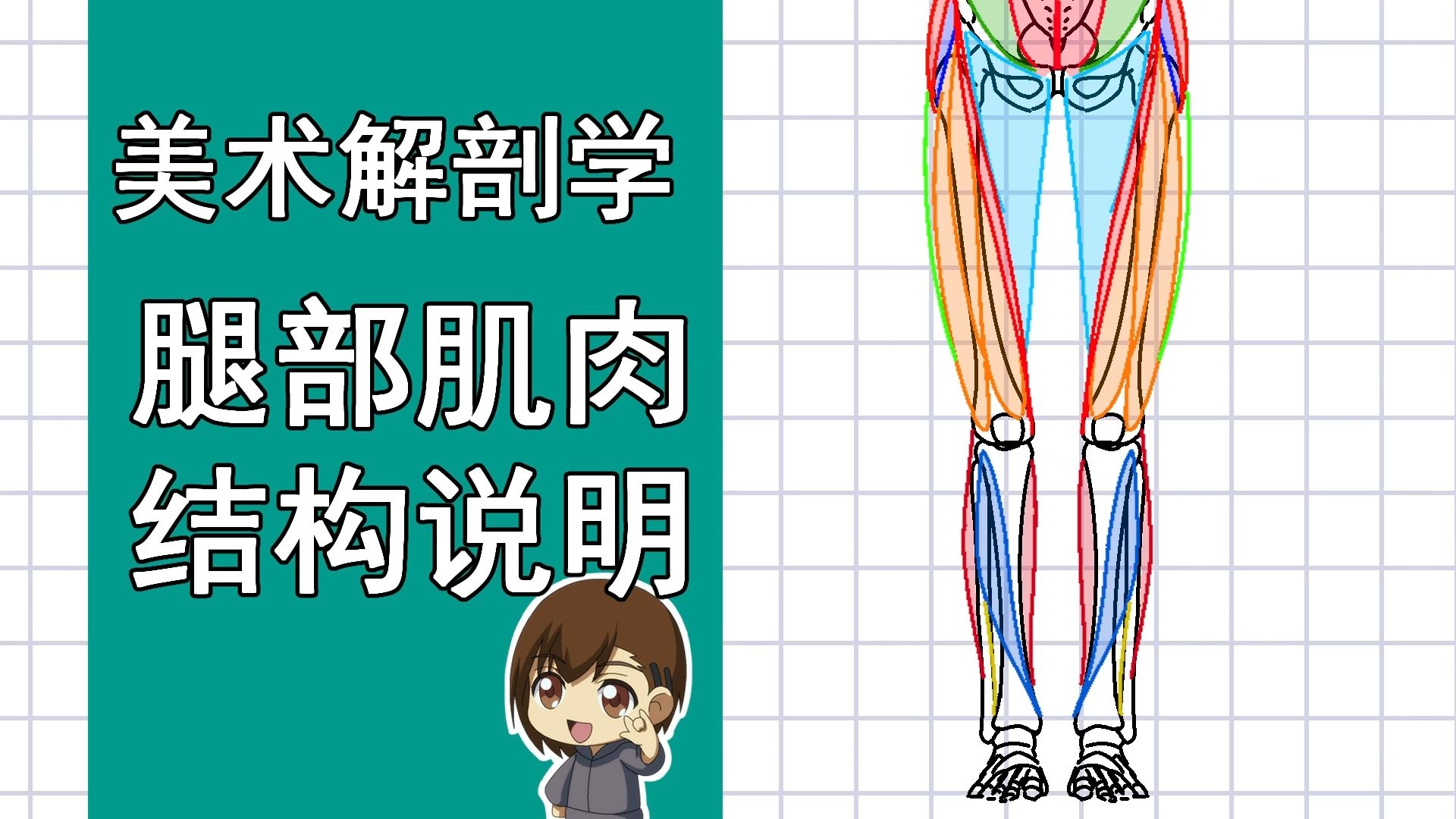 美术解剖学-63-腿部肌肉结构说明