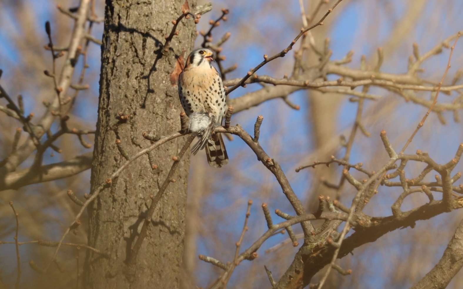 美洲隼:吃饭要有节奏感