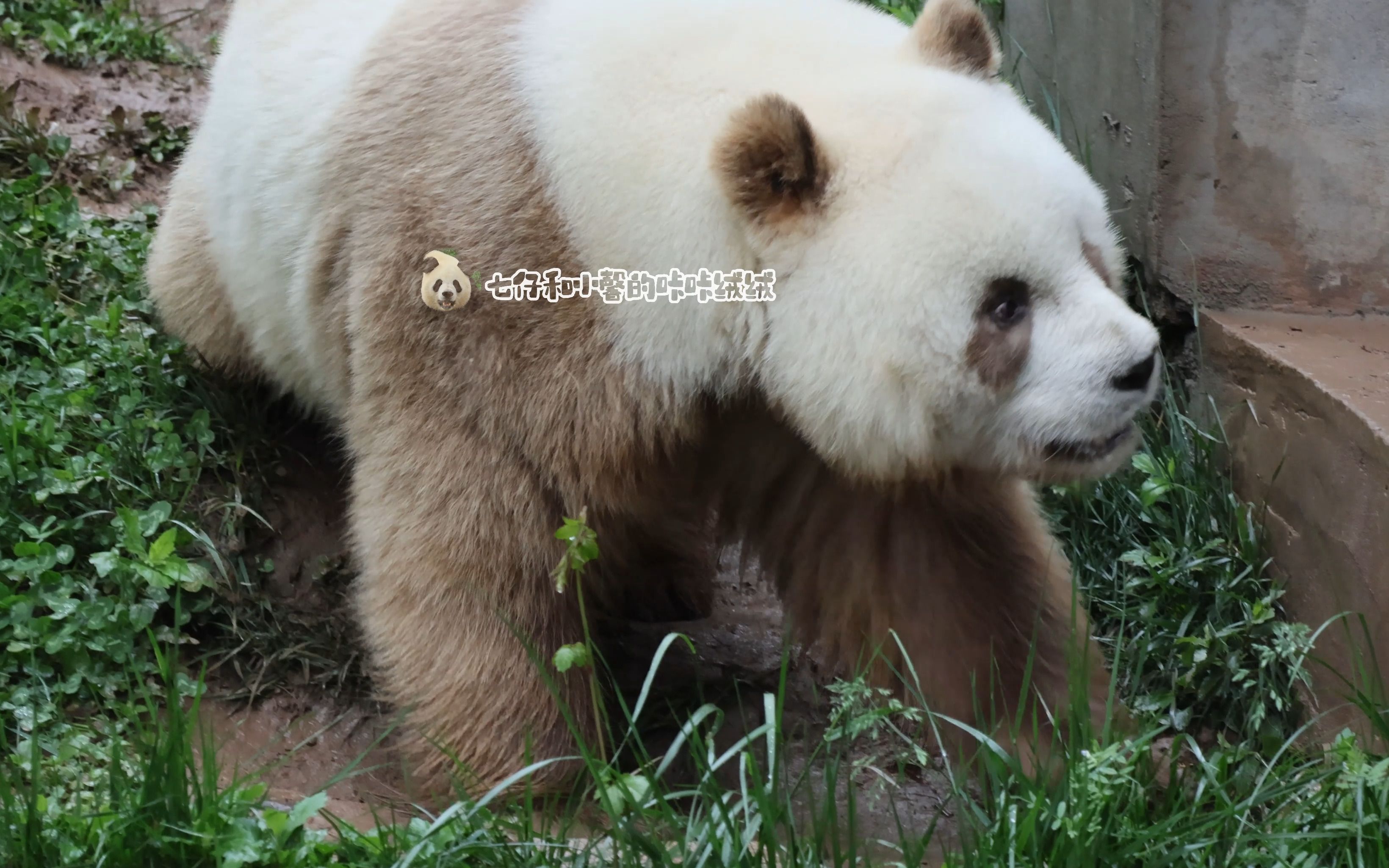 【大熊貓七仔】(庫存)下過雨出去造泥巴,搞得滿屋子都是泥