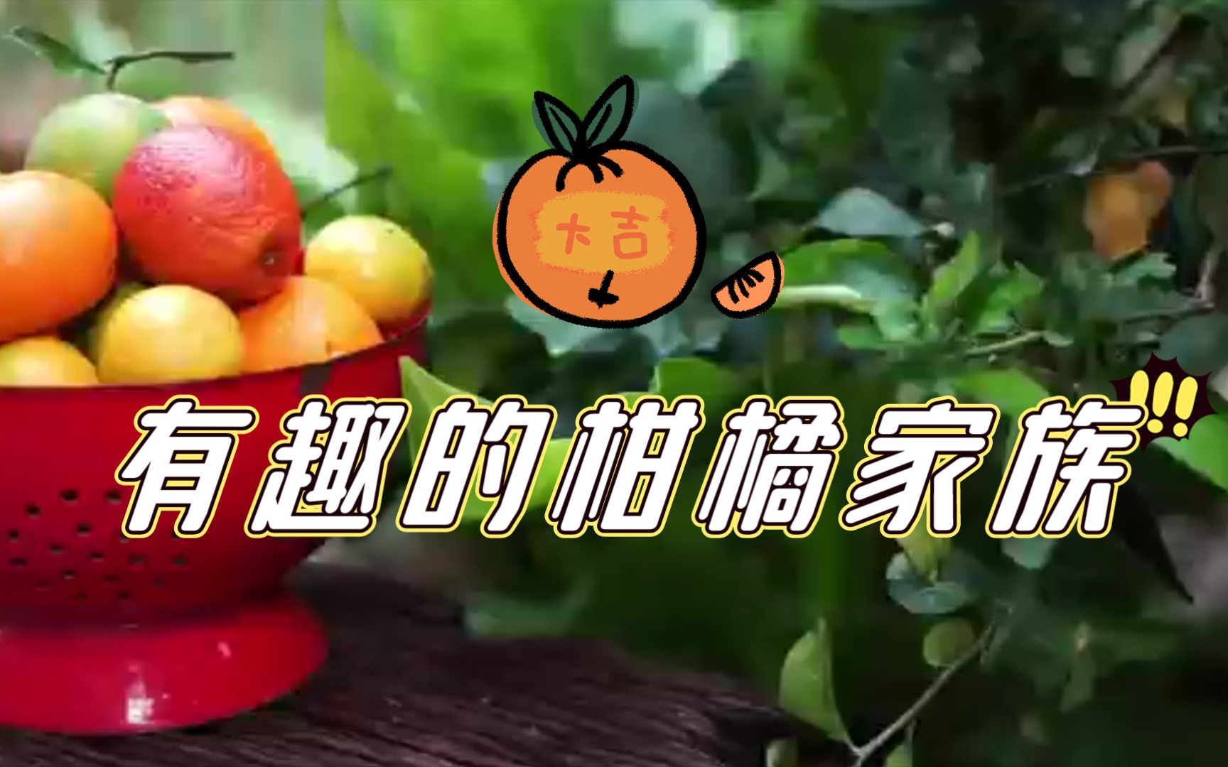 柑橘亚属植物图鉴哔哩哔哩bilibili