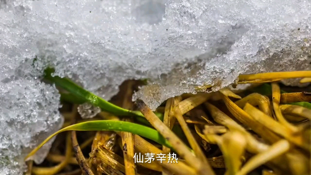 仙茅温补肾阳,强筋健骨,祛除寒湿
