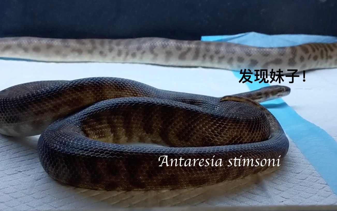 【斯氏星蟒】带老司机公蟒蛇去见妹子,会是什么反应?