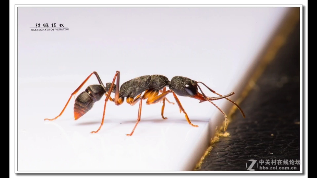 猎镰猛蚁vs大齿猛蚁图片