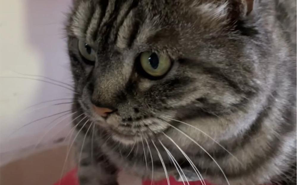 【猫片】-大哥猫 coolcat