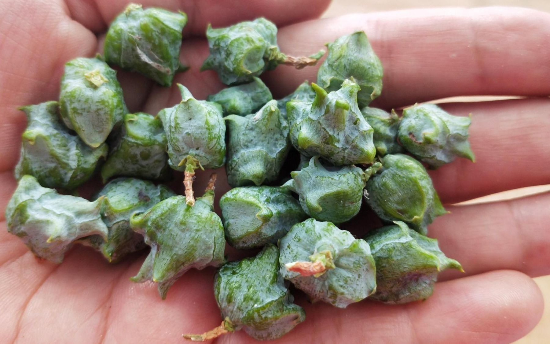 柏树果,又称柏子,柏子仁,是柏科植物柏树的果实.