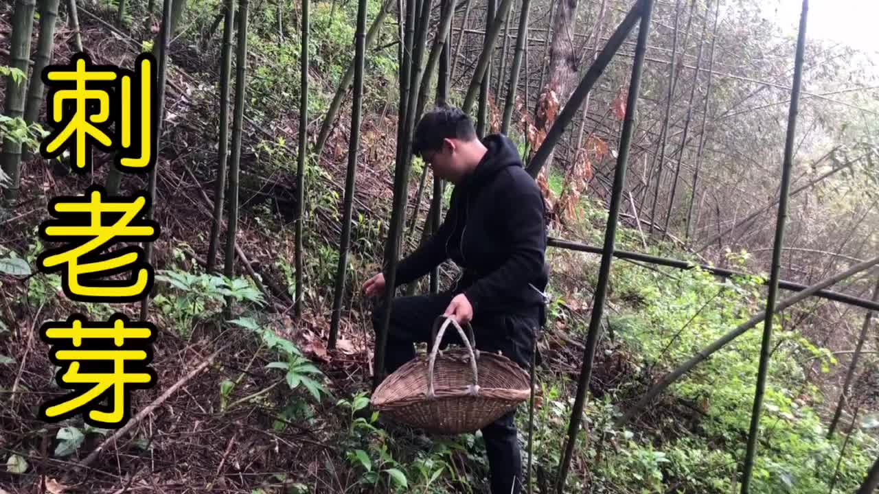 胃溃疡,胃炎不用愁,快来认识农村的的刺老芽,了解好处不吃亏哔哩哔哩bilibili