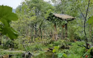 下载视频: 山里下雨的时候格外清凉，心情也非常平静，看着是真舒服