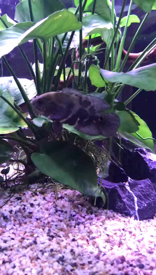 七星奥图地图鱼