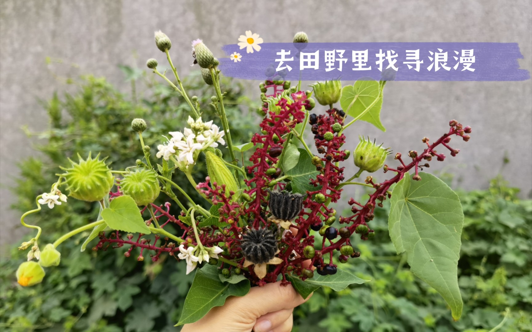 [图]我踏过漫山遍野，只为送你一束独一无二的花～