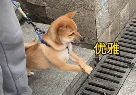 Tải video: 柴犬就是有节目！