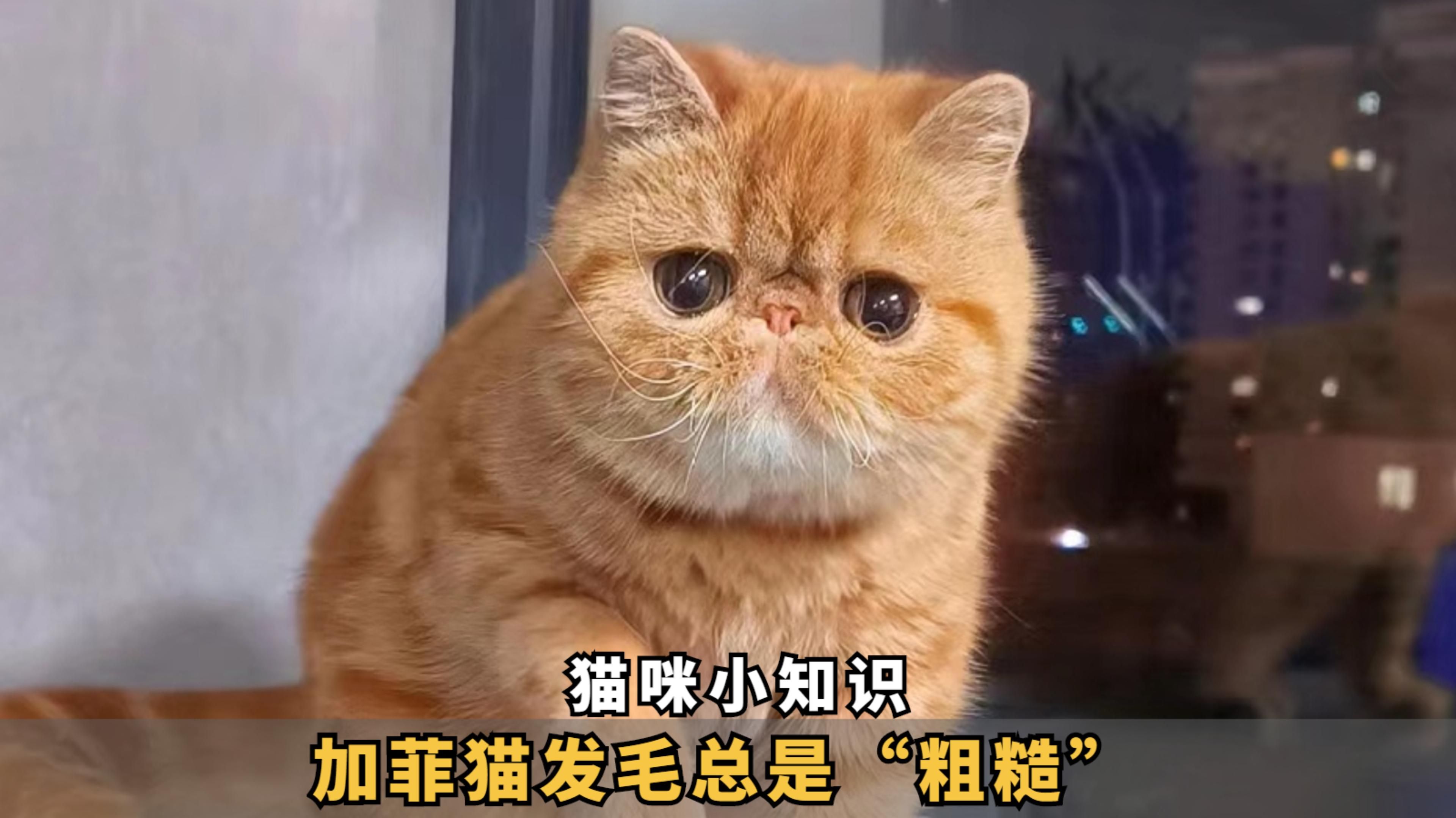 小猫壁纸加菲猫图片