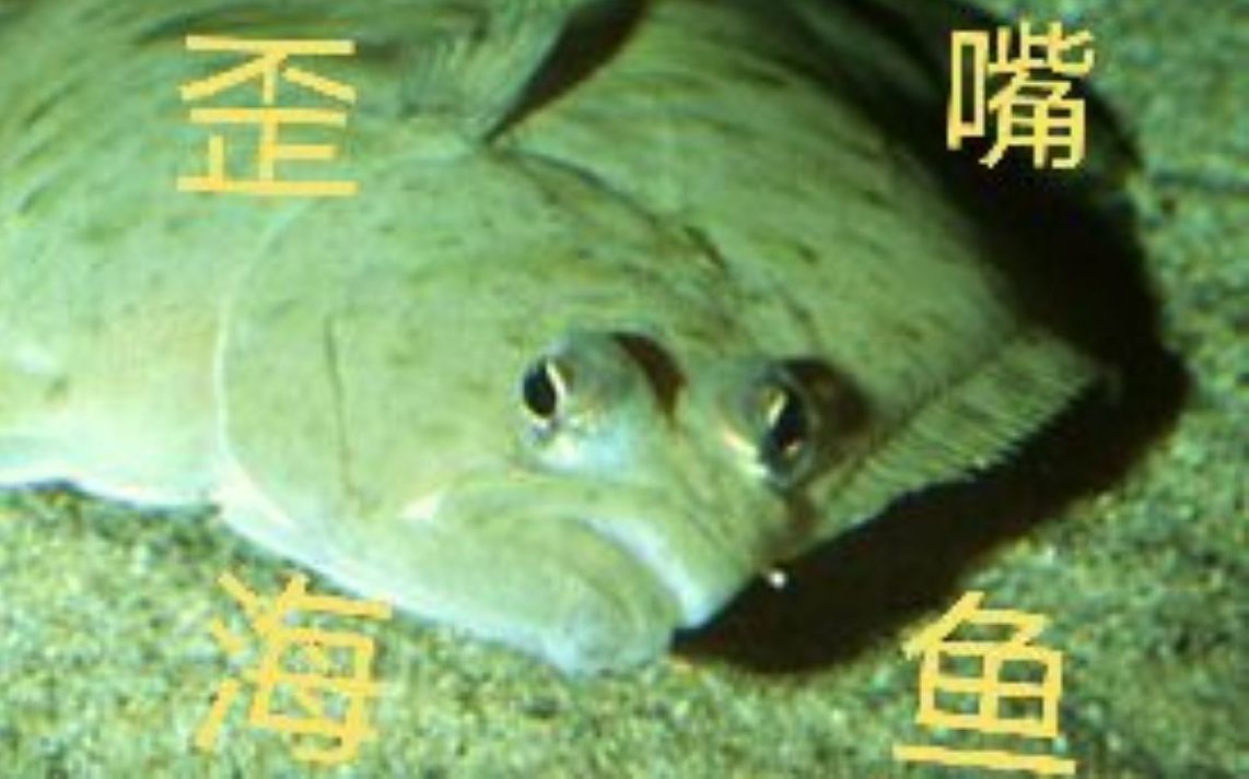 【海洋生物科普】战神与龙王的传承者——比目鱼(这嘴歪得如出一辙)哔哩哔哩bilibili