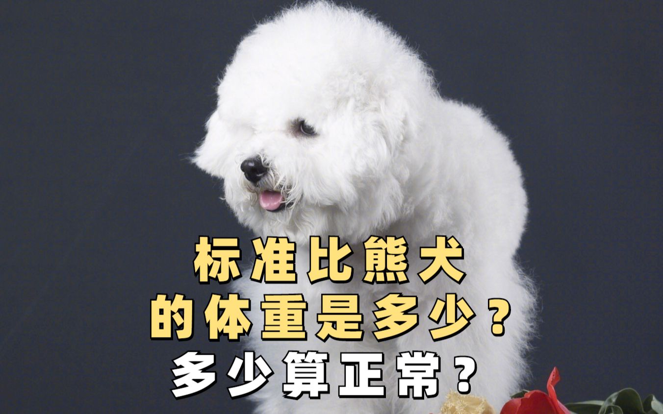 标准比熊犬体重是多少?哔哩哔哩bilibili