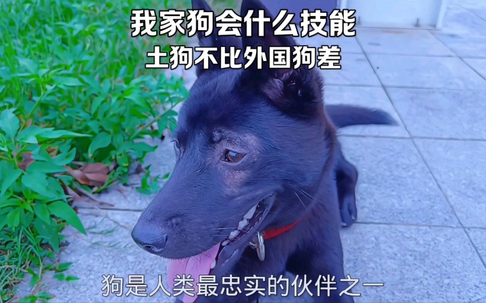 土狗的天赋不输外国犬种,网友争论不休!#中华田园犬#狗狗的日常#农村土狗哔哩哔哩bilibili