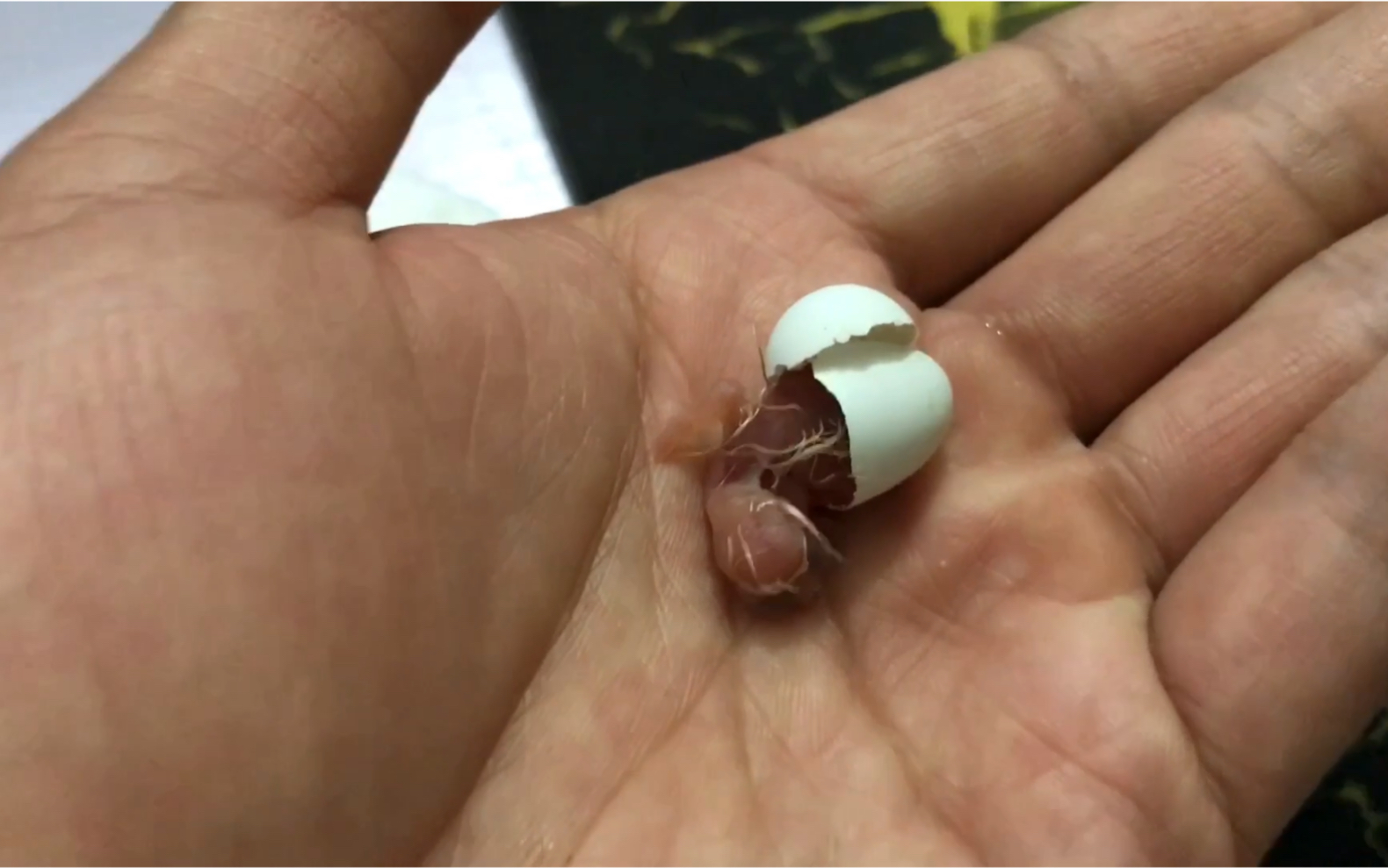 人工孵化鸟蛋第13天奇迹终于出现,鸟宝宝破壳而出