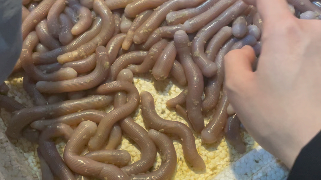 沙虫:一种呆萌的海虫
