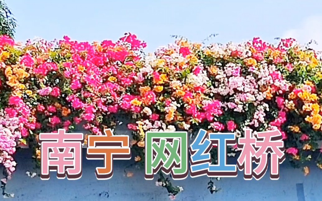 南宁有条开满鲜花的网红桥哔哩哔哩bilibili