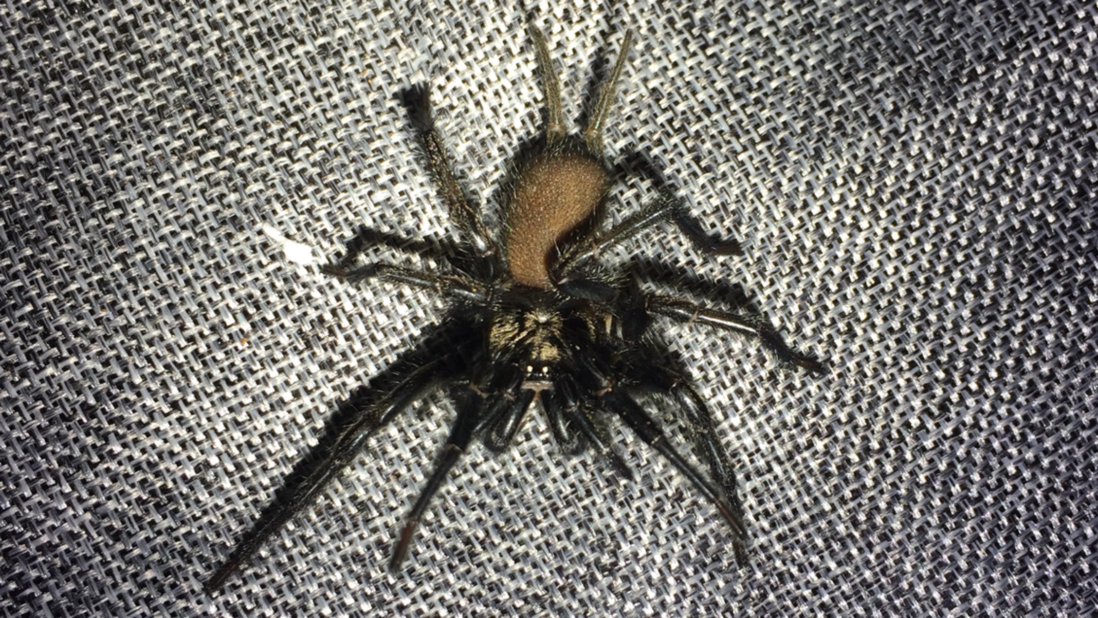 颜氏大疣蛛大疣蛛科大疣蛛属颜氏大疣蛛捕食蟋蟀