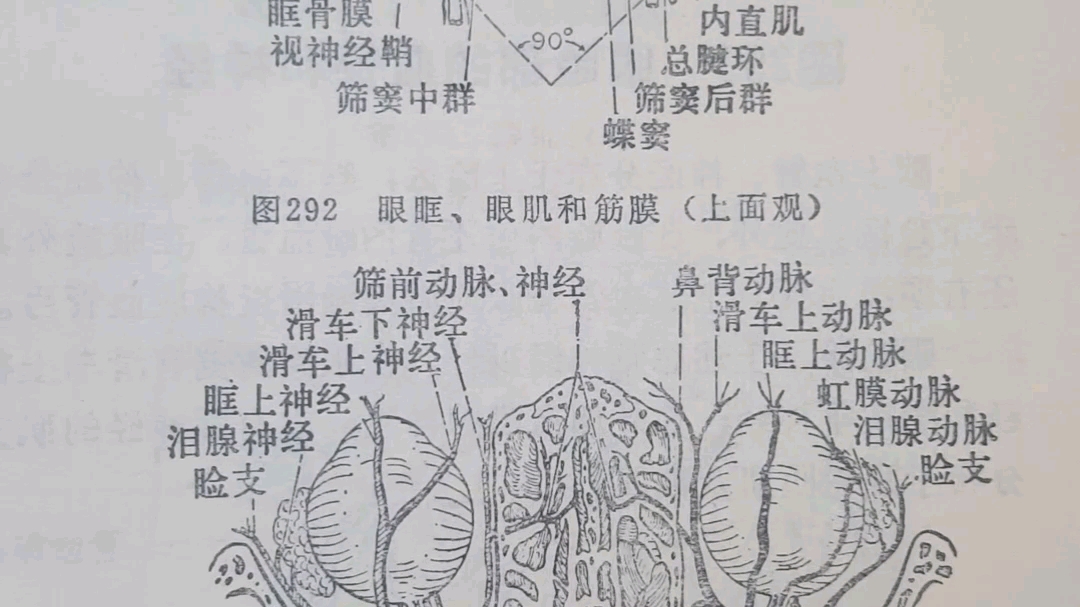 眼眶、眼肌和筋膜(上面观)眼动脉和眼神经(上面观)哔哩哔哩bilibili