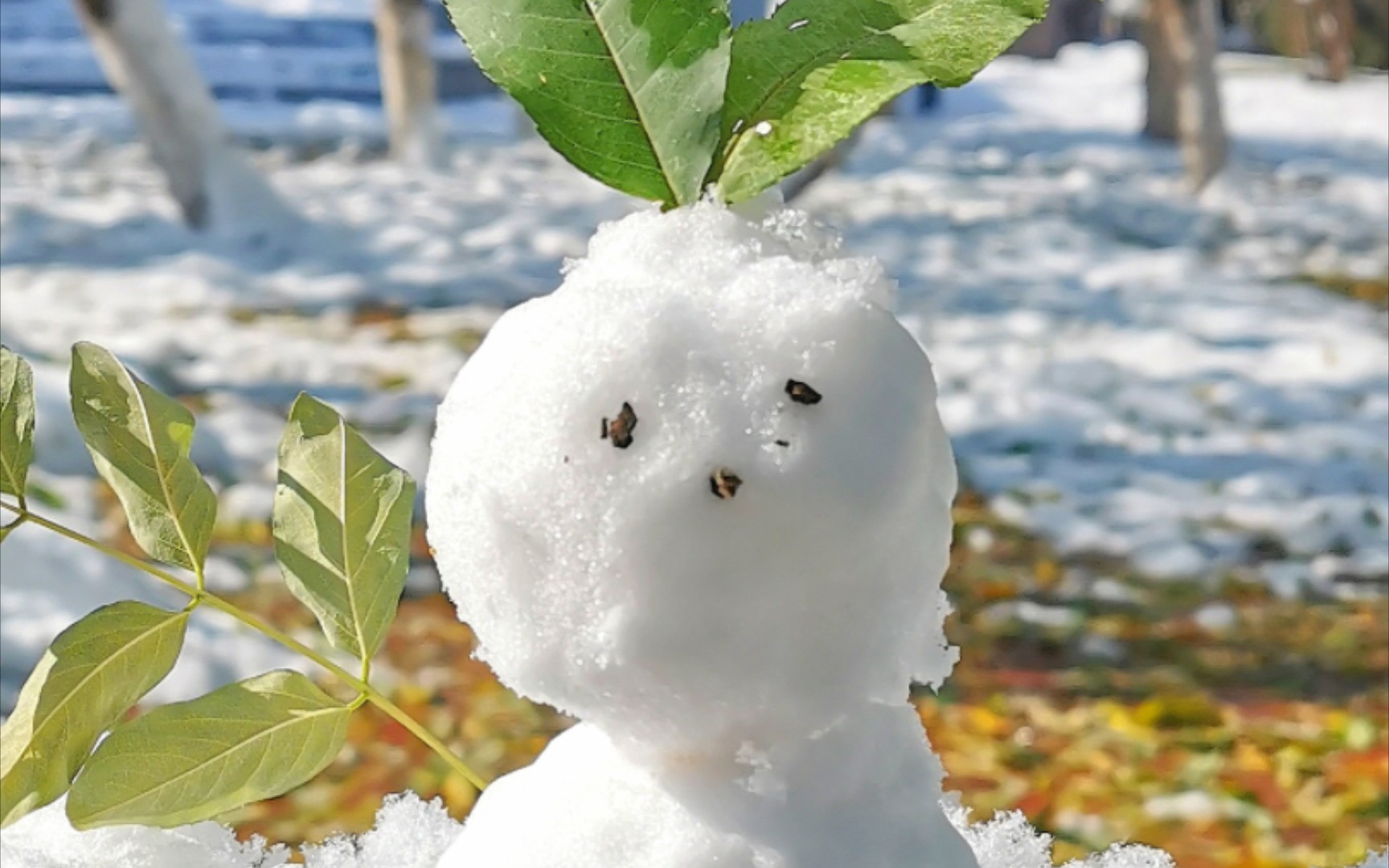 雪兔图片真实图片