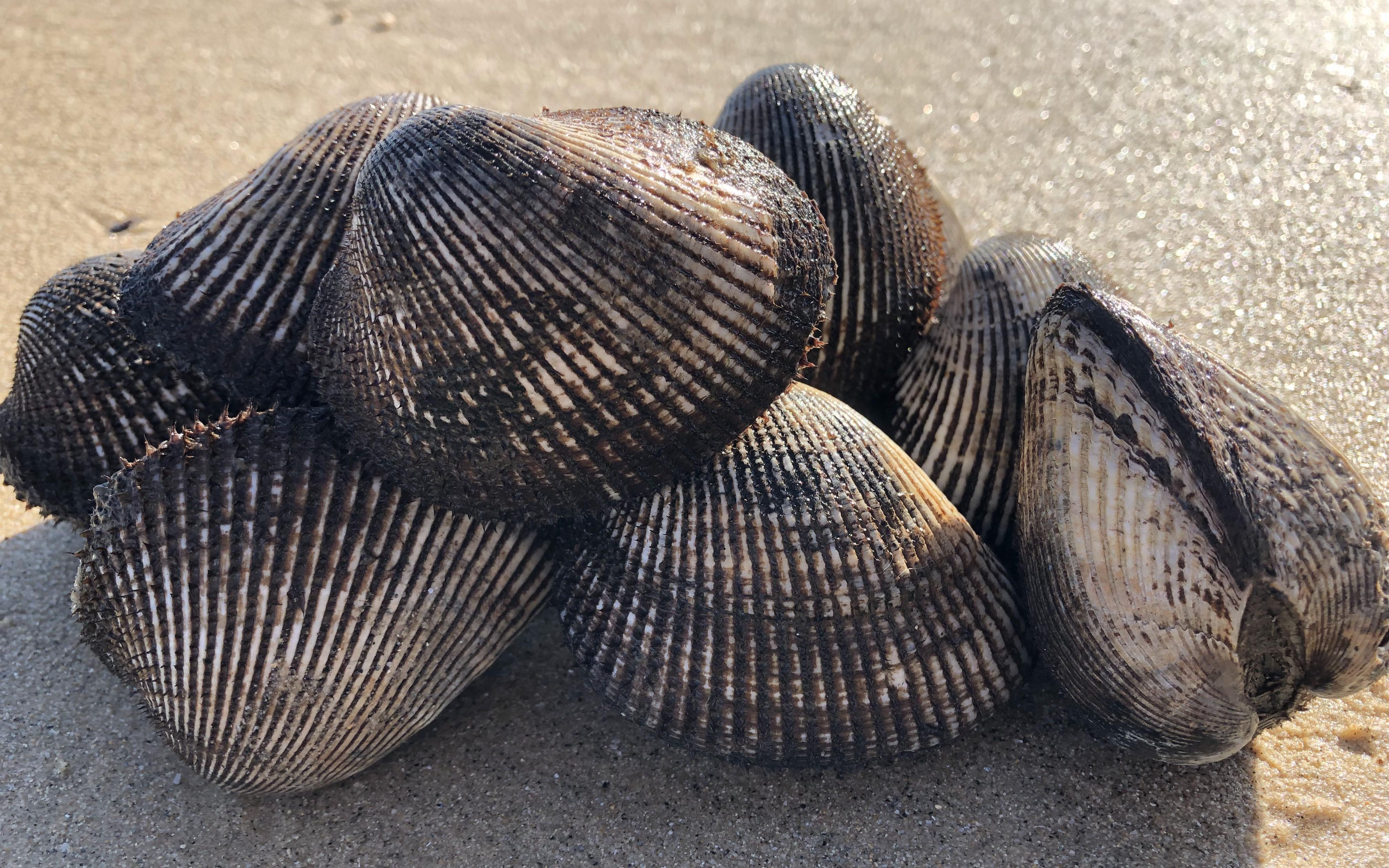 二哥沿着潮水挖"大毛蛤"一会就挖了大半桶,个头比平时的大多了