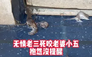 无情老三死咬小五，抱怨没提醒！