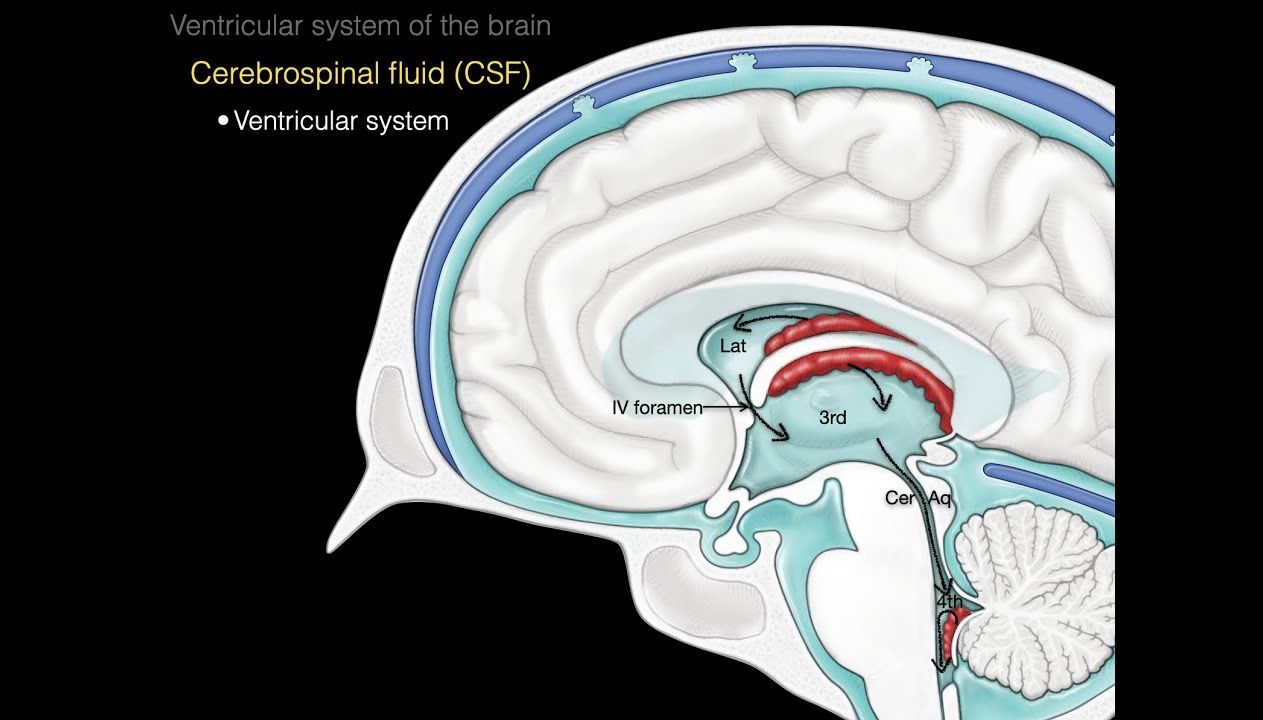 解剖学】脑室系统及脑脊液循环 