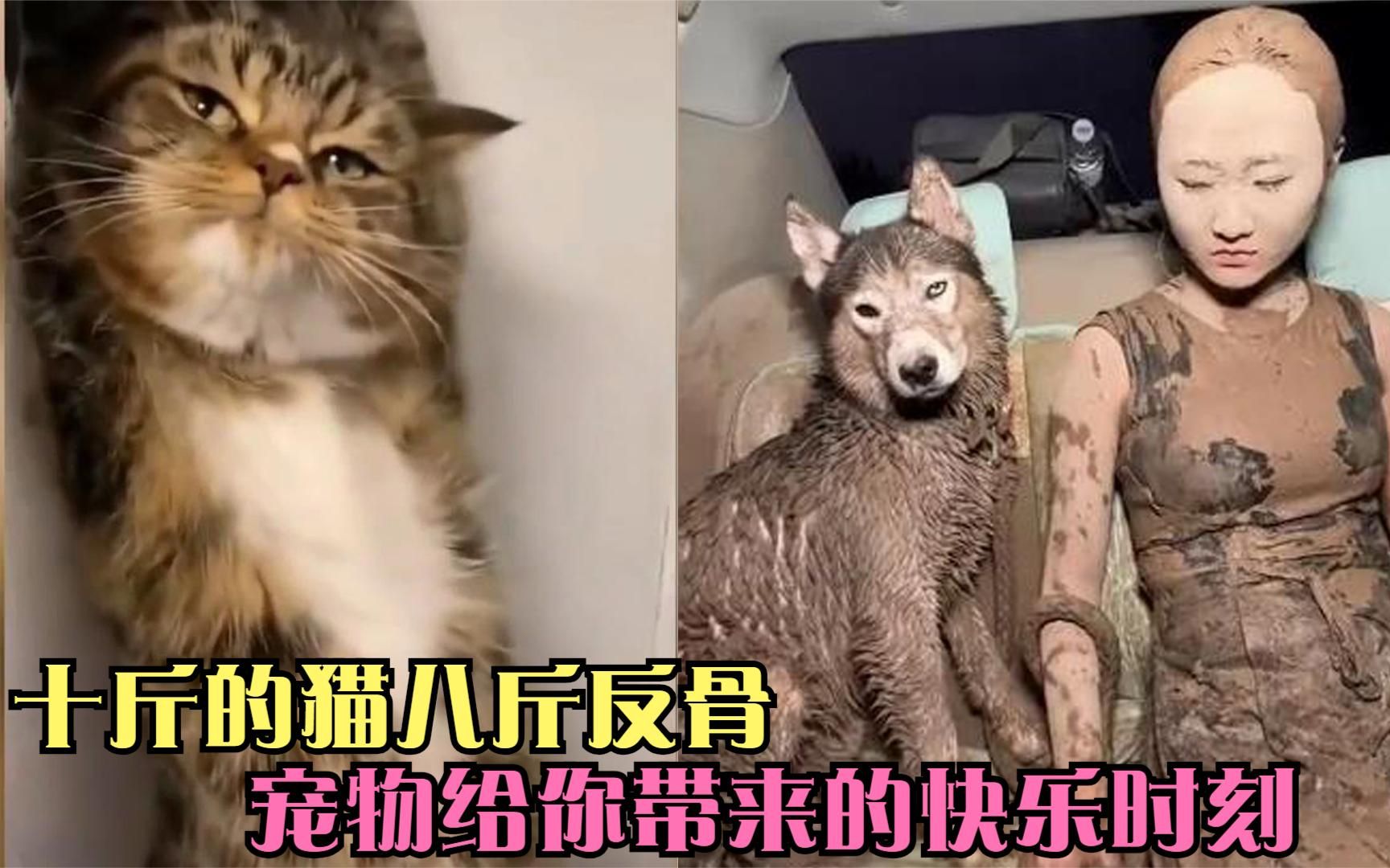 [图]盘点动物爆笑迷惑行为，十斤的猫八斤反骨，宠物给你带来的快乐