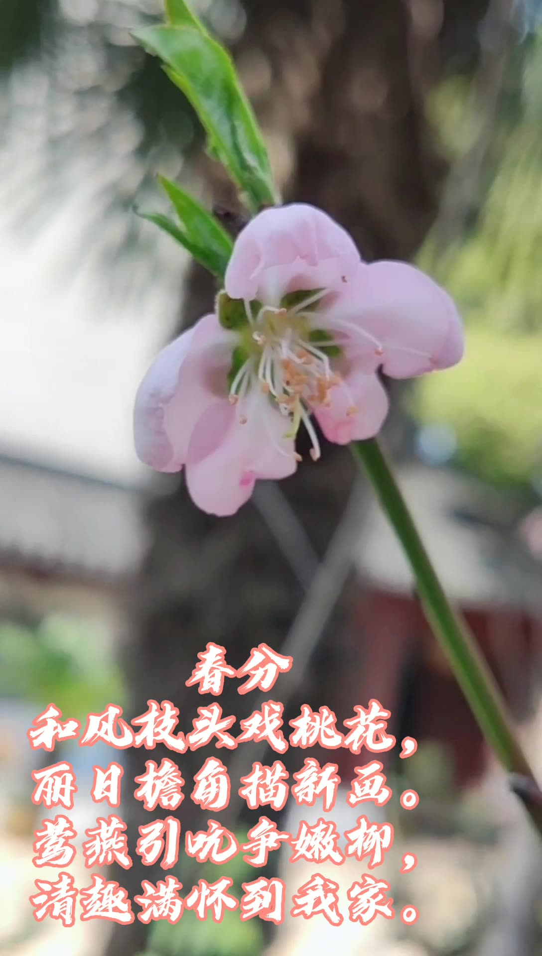 [图]二十四节气之春分，诗以记之#写诗鬼才#