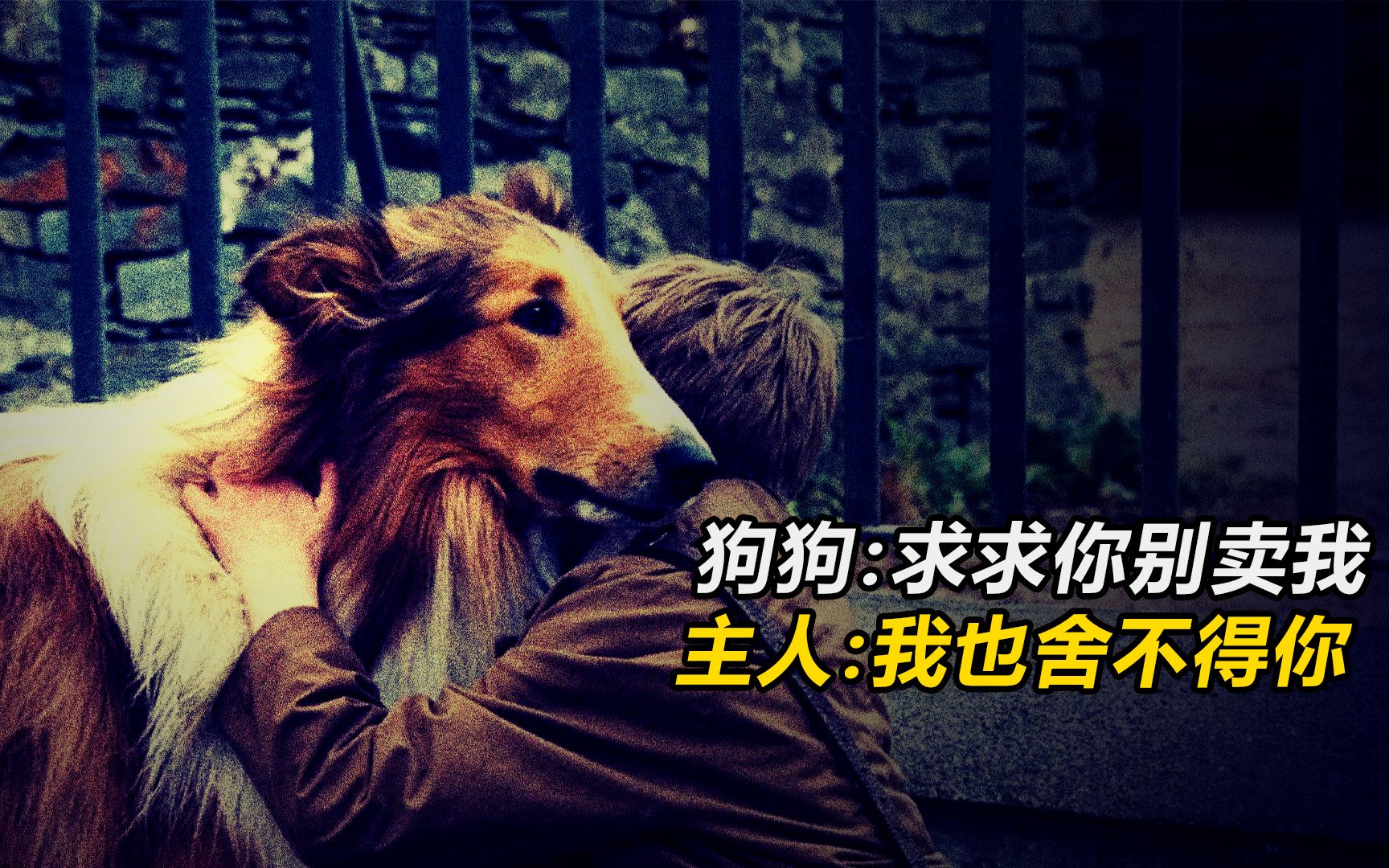 [图]狗狗：求求你别卖我，主人：我也舍不得你！《新灵犬莱西》解说。