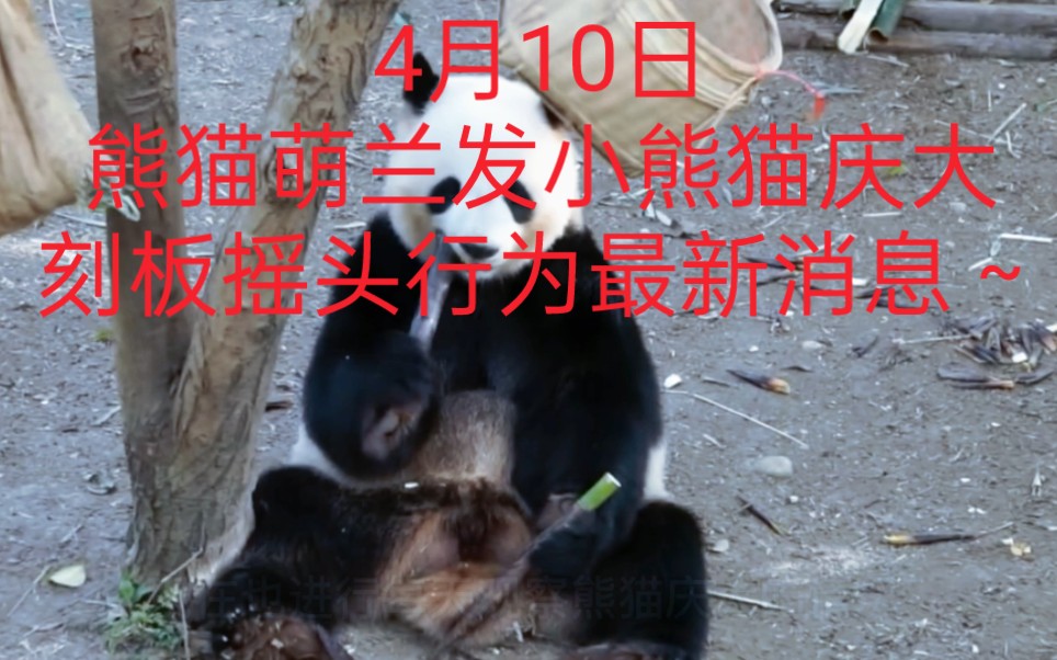 4月10日,关于熊猫萌兰发小熊猫庆大刻板摇头行为最新消息!也就是熊猫启启.基地正进行人工干预!哔哩哔哩bilibili