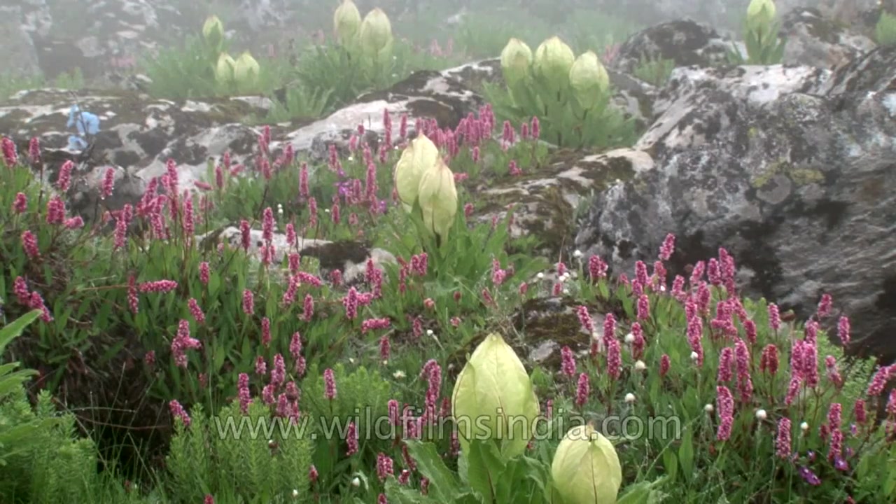 美丽的高山植物(拳蓼、苞叶雪莲)哔哩哔哩bilibili