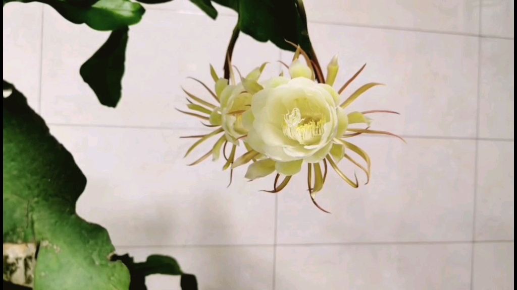 [图]【昙花】延时摄影 昙花一现，昙花一梦