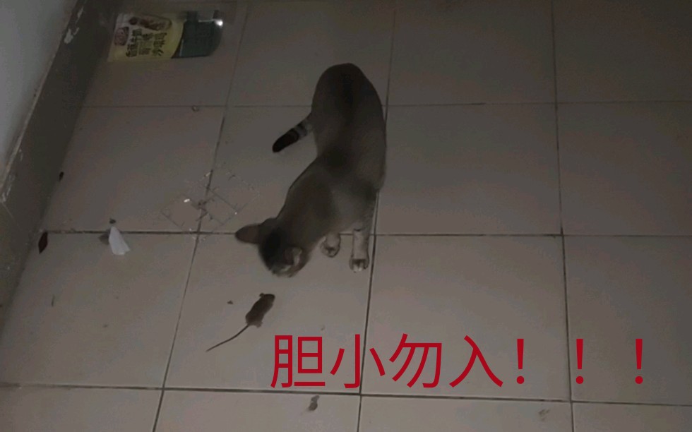 【猫】猫抓老鼠与吃老鼠的全过程,胆小勿入!!哔哩哔哩bilibili