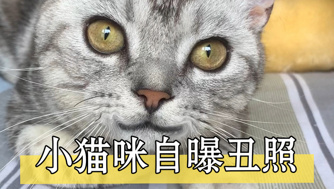 小猫咪自曝丑照哔哩哔哩bilibili