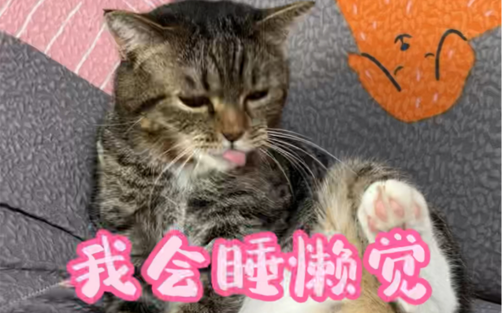 老鼠你抓不了蟑螂你比我都怕整天除了吃了睡睡了吃你还能干点啥