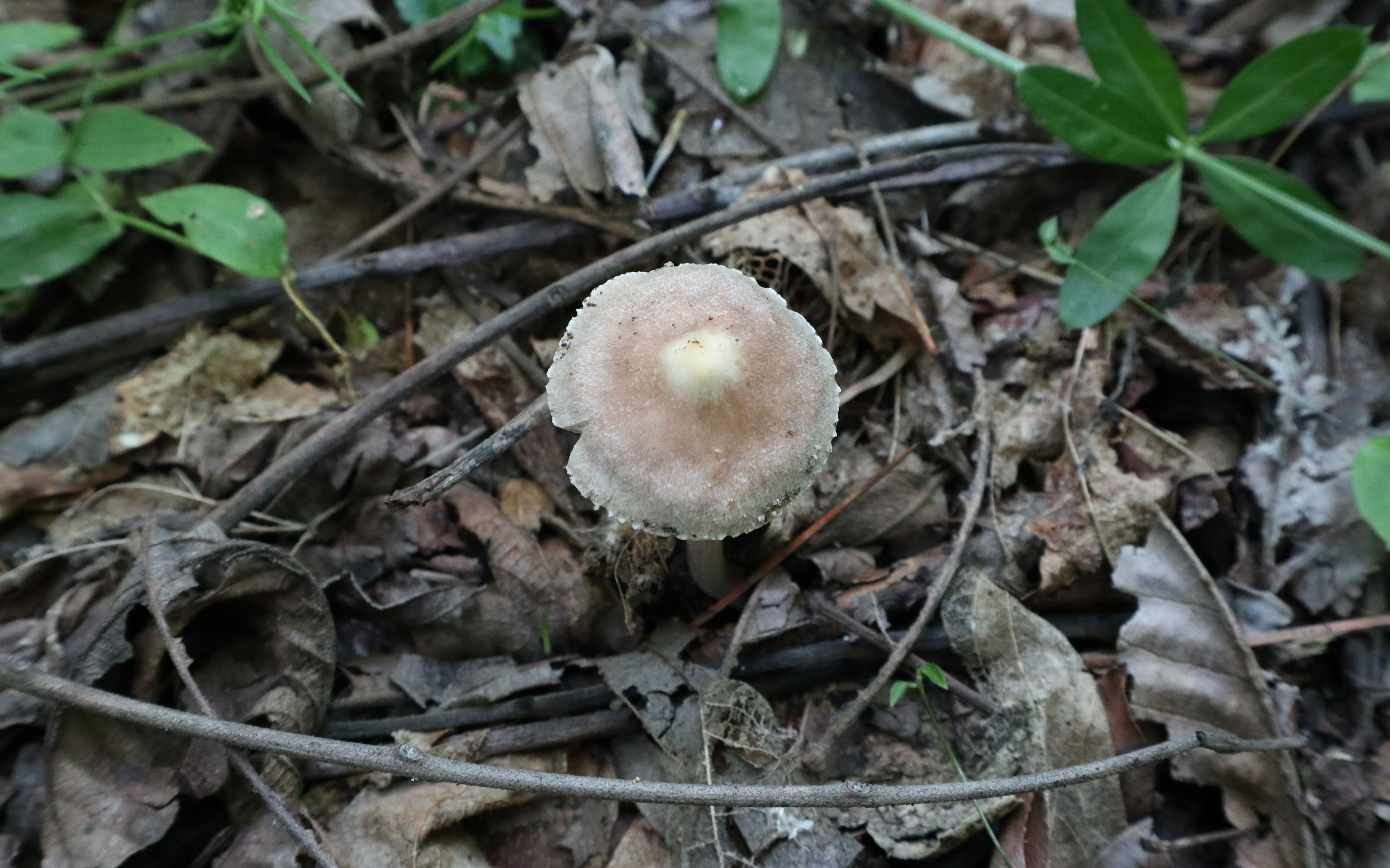 17种常见毒蘑菇图片图片