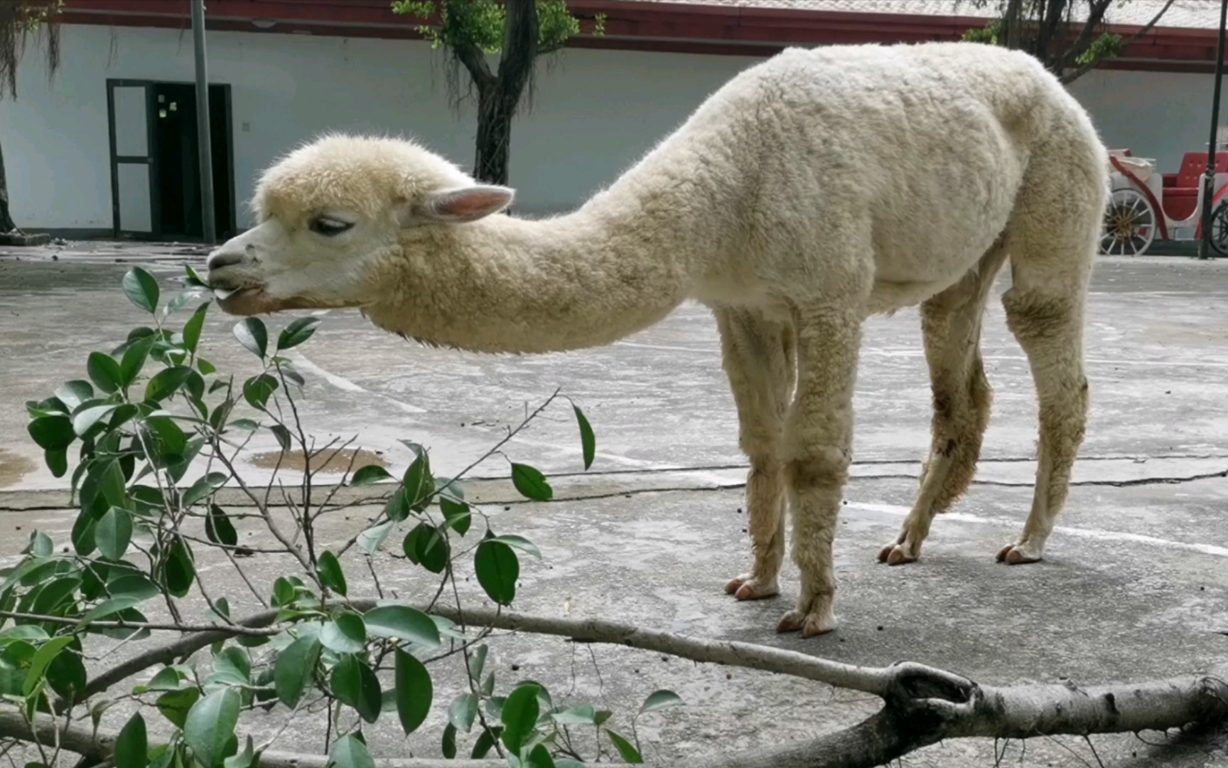 在?起来看羊驼吃东西