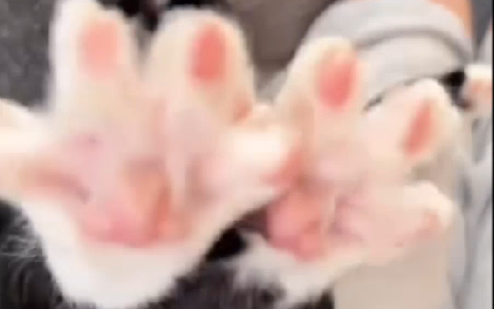 93猫爪开花94