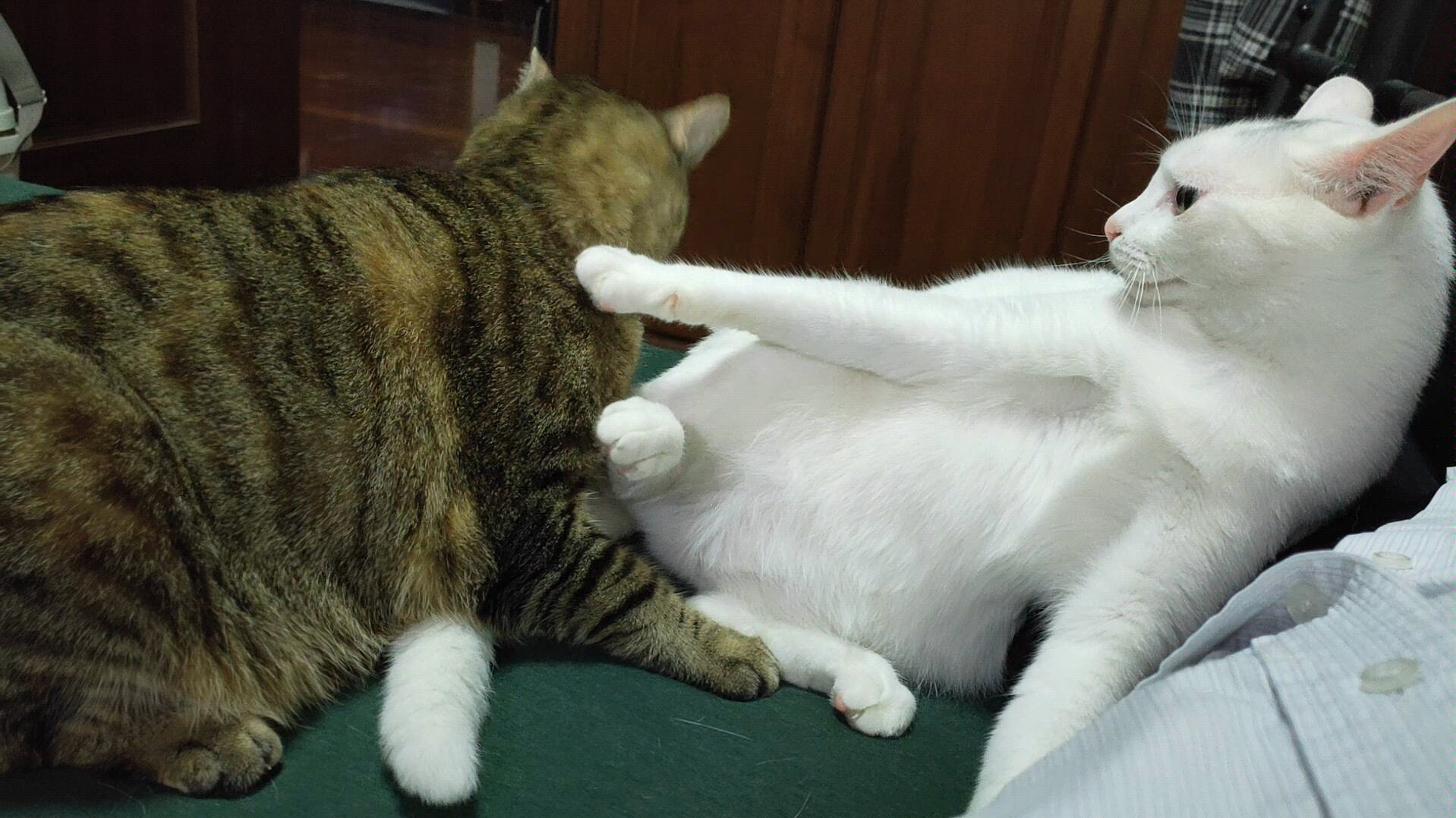 猫扑倒_哔哩哔哩 (゜-゜)つロ 干杯~-bilibili